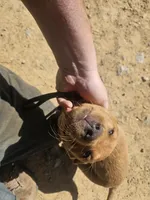 Black , a female Labrador Retriever for sale in Chelsea, OK – Photo 1 of 8