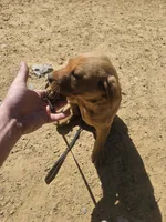 Black , a female Labrador Retriever for sale in Chelsea, OK – Photo 7 of 8