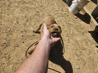 Black , a female Labrador Retriever for sale in Chelsea, OK – Photo 6 of 8