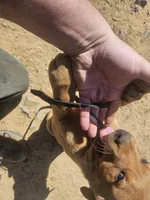 Black , a female Labrador Retriever for sale in Chelsea, OK – Photo 3 of 8