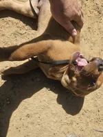 Black , a female Labrador Retriever for sale in Chelsea, OK – Photo 5 of 8
