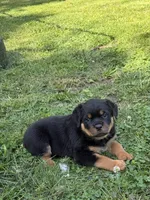 Tory, a female Rottweiler for sale in Cleveland, OH – 3 of 4