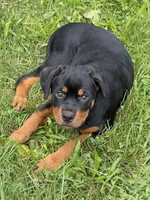 Baby girl, a female Rottweiler for sale in Cleveland, OH – 3 of 3