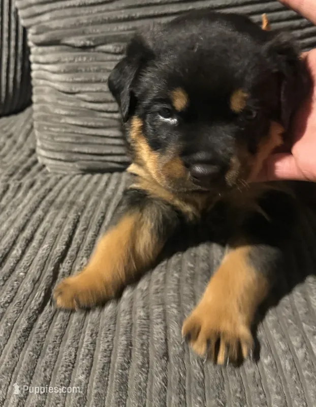 Tory – Rottweiler puppy for sale in Cleveland, OH
