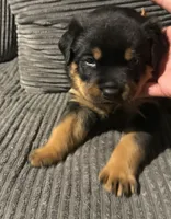 Tory, a female Rottweiler for sale in Cleveland, OH – 1 of 1