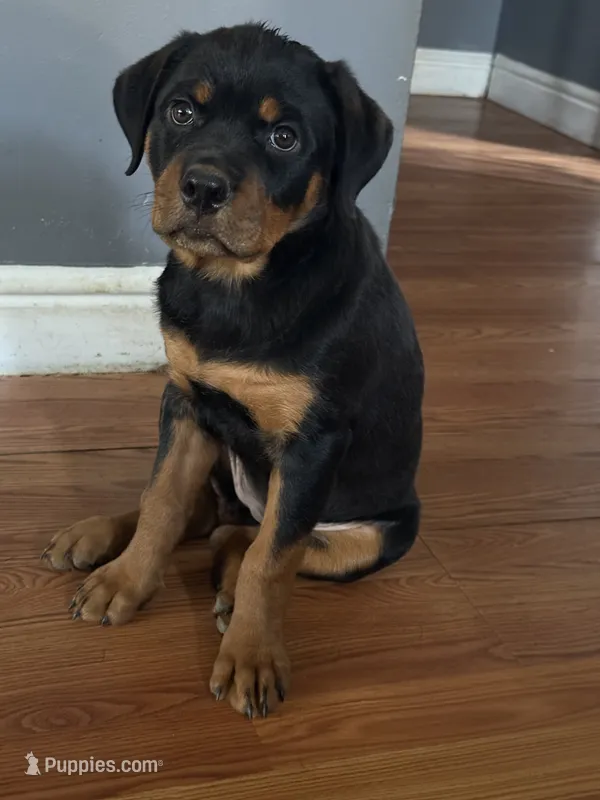 Baby girl – Rottweiler puppy for sale in Cleveland, OH