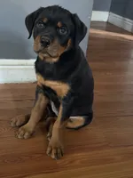 Baby girl, a female Rottweiler for sale in Cleveland, OH – 1 of 3
