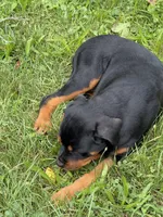 Baby girl, a female Rottweiler for sale in Cleveland, OH – 2 of 3