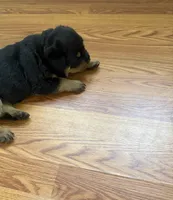 Tory, a female Rottweiler for sale in Cleveland, OH – 1 of 2