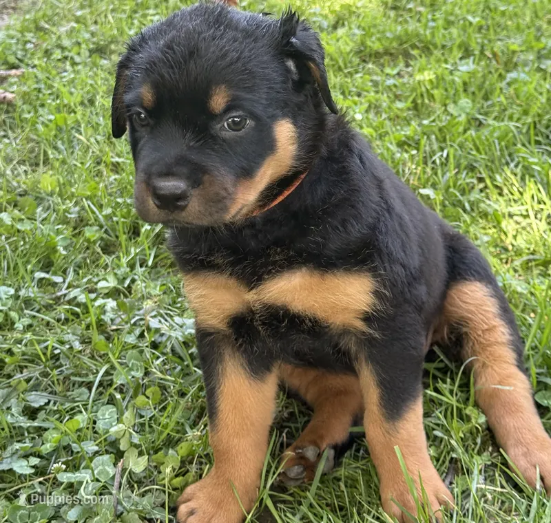 Tory – Rottweiler puppy for sale in Cleveland, OH