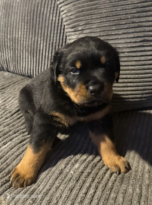 Tory – Rottweiler puppy for sale in Cleveland, OH