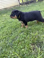 Tory, a female Rottweiler for sale in Cleveland, OH – 4 of 4
