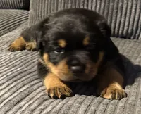 Tory, a female Rottweiler for sale in Cleveland, OH – 1 of 2