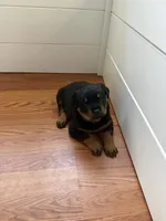 Tory, a female Rottweiler for sale in Cleveland, OH – 2 of 2