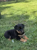 Tory, a female Rottweiler for sale in Cleveland, OH – 2 of 4