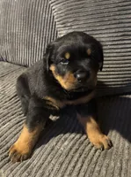 Tory, a female Rottweiler for sale in Cleveland, OH – 2 of 2