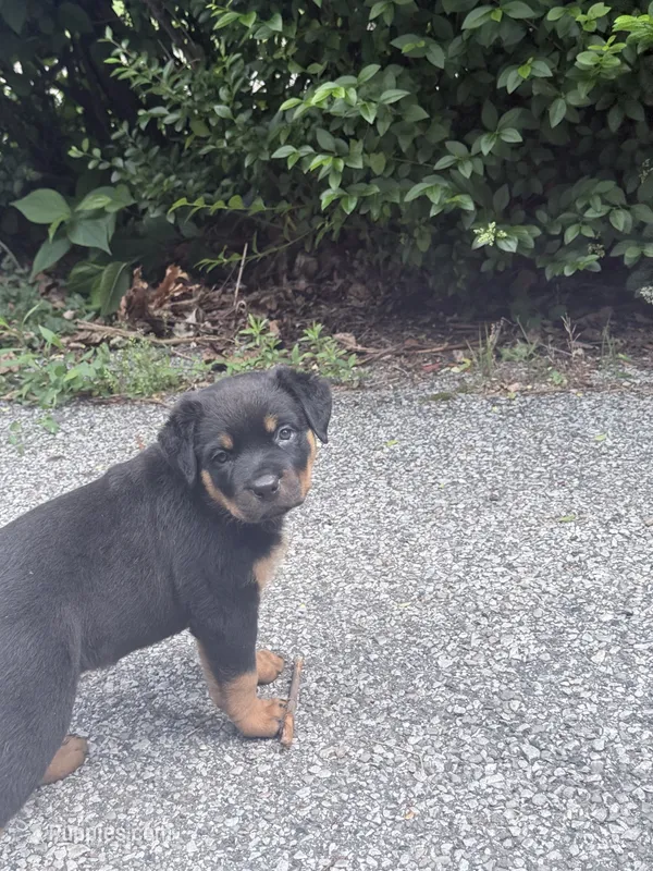 Tory – Rottweiler puppy for sale in Cleveland, OH
