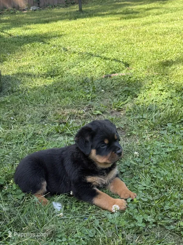Tory – Rottweiler puppy for sale in Cleveland, OH