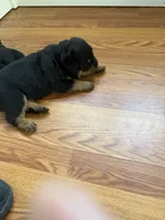 Tory, a male Rottweiler for sale in Cleveland, OH – 2 of 2