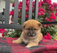 Luna, a female Shiba Inu for sale in Bluford, IL – Photo 1 of 4