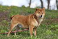 Luna, a female Shiba Inu for sale in Bluford, IL – Photo 4 of 4