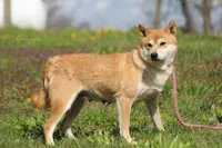 Luna, a female Shiba Inu for sale in Bluford, IL – Photo 3 of 4
