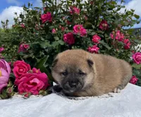 Luna, a female Shiba Inu for sale in Bluford, IL – Photo 2 of 4