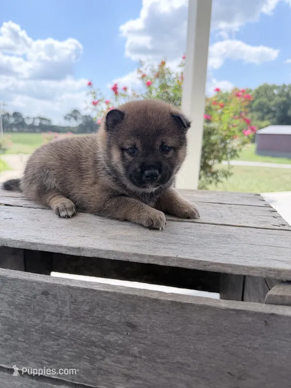 Daphne – Shiba Inu puppy for sale in Bluford, IL