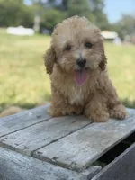 Cooper, a male Poodle - Miniature  for sale in Bluford, IL – 1 of 8