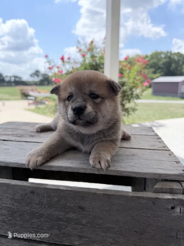 Dixie – Shiba Inu puppy for sale in Bluford, IL