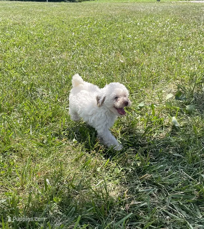 Cecie – Poodle - Miniature  puppy for sale in Bluford, IL