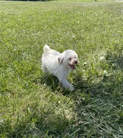 Cecie, a female Poodle - Miniature  for sale in Bluford, IL – 3 of 8