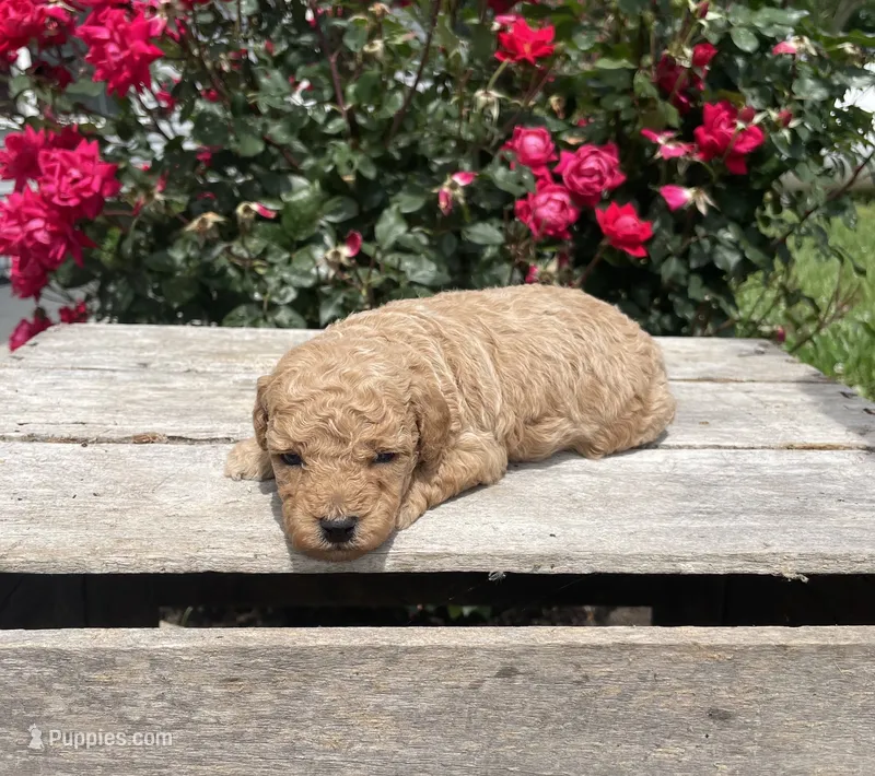 Chloe – Poodle - Miniature  puppy for sale in Bluford, IL