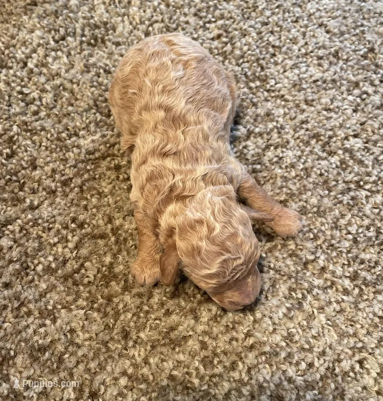 Chloe – Poodle - Miniature  puppy for sale in Bluford, IL