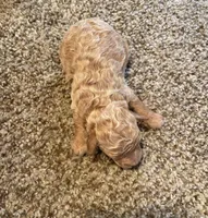 Chloe, a female Poodle - Miniature  for sale in Bluford, IL – 1 of 4