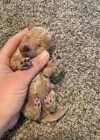 Chloe, a female Poodle - Miniature  for sale in Bluford, IL – 2 of 4