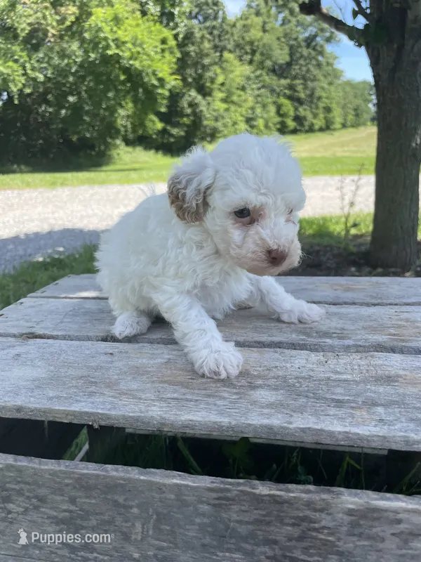 Cecie – Poodle - Miniature  puppy for sale in Bluford, IL