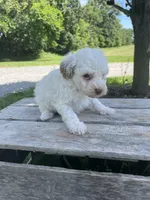 Cecie, a female Poodle - Miniature  for sale in Bluford, IL – 1 of 5