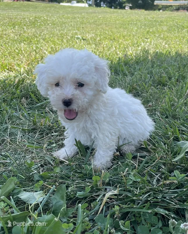 Caddy – Poodle - Miniature  puppy for sale in Bluford, IL