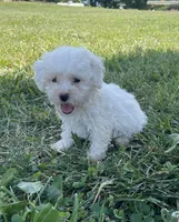 Caddy, a female Poodle - Miniature  for sale in Bluford, IL – 2 of 7
