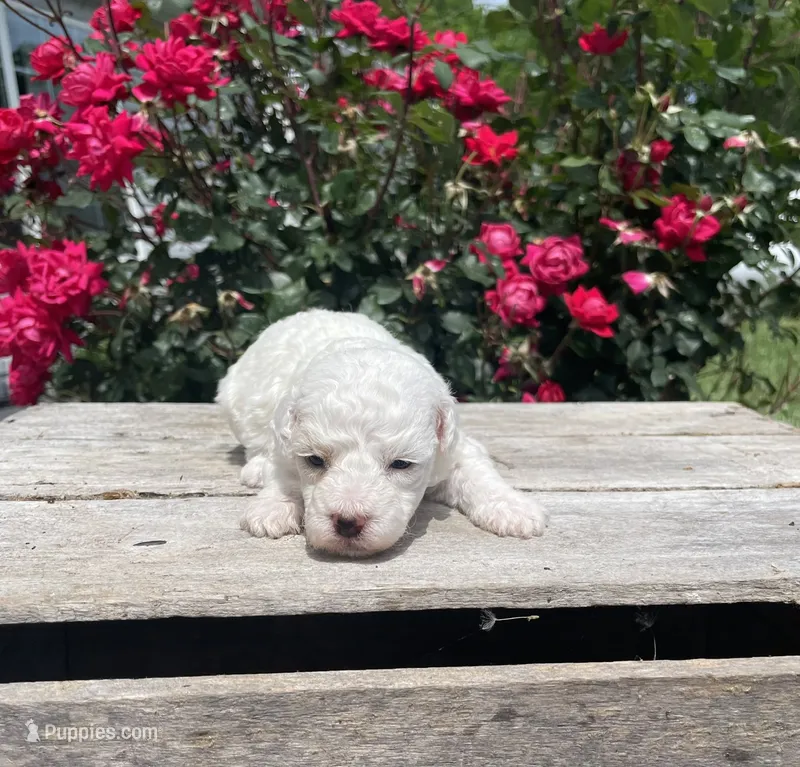 Caddy – Poodle - Miniature  puppy for sale in Bluford, IL
