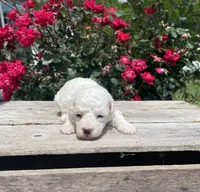 Caddy, a female Poodle - Miniature  for sale in Bluford, IL – 2 of 5