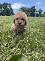 Cookie, a female Poodle - Miniature  for sale in Bluford, IL – 2 of 8