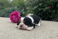 Bella, a female Cavalier King Charles Spaniel for sale in Bluford, IL – 1 of 4