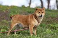 Daphne, a female Shiba Inu for sale in Bluford, IL – 6 of 6