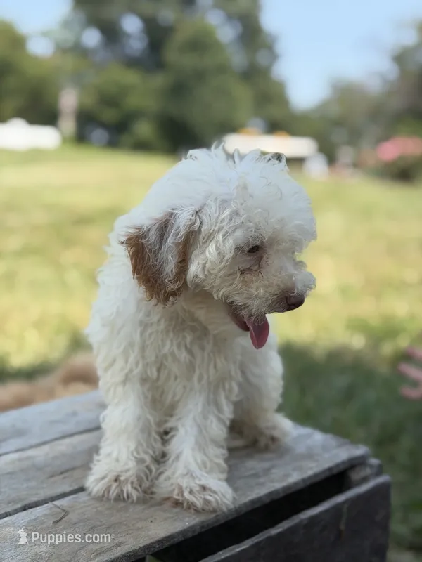 Cecie – Poodle - Miniature  puppy for sale in Bluford, IL