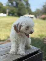 Cecie, a female Poodle - Miniature  for sale in Bluford, IL – 1 of 8