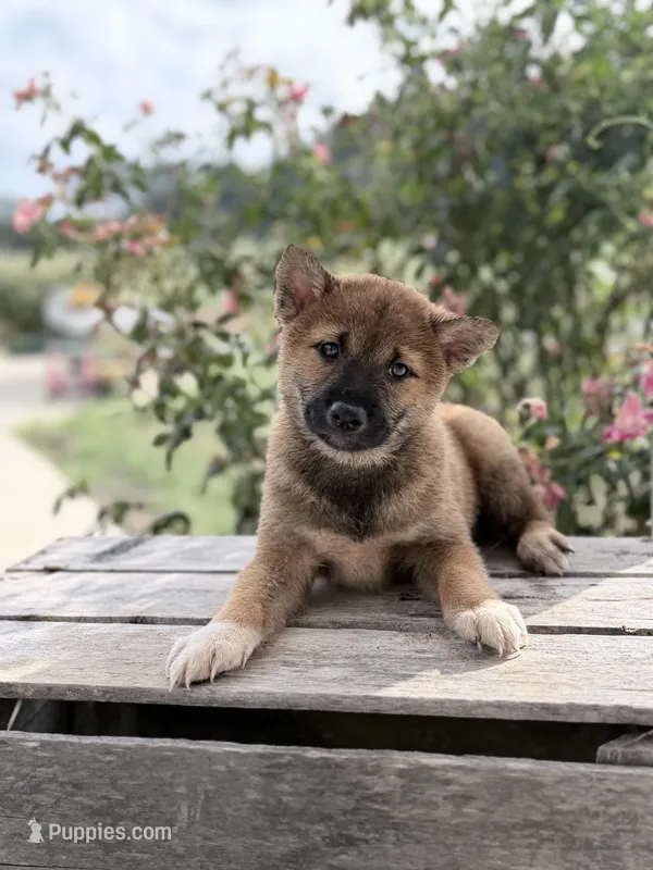 Daphne – Shiba Inu puppy for sale in Bluford, IL
