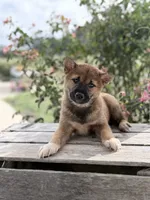 Daphne, a female Shiba Inu for sale in Bluford, IL – 1 of 7