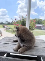 Daphne, a female Shiba Inu for sale in Bluford, IL – 4 of 6